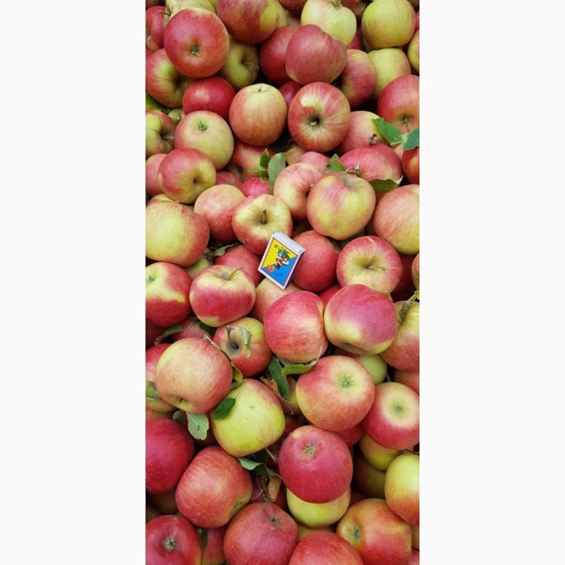 Фото 8. Реалізуєм яблука власного виробництва врожаю 2019 року