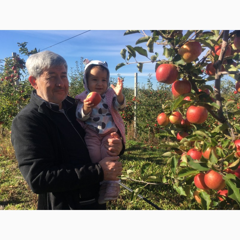 Фото 2. Реалізуєм яблука власного виробництва врожаю 2019 року
