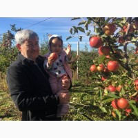 Реалізуєм яблука власного виробництва врожаю 2019 року