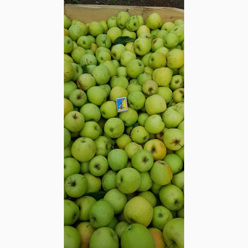 Фото 3. Реалізуєм яблука власного виробництва врожаю 2019 року
