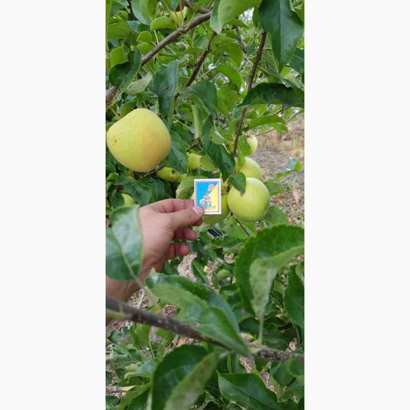 Фото 4. Реалізуєм яблука власного виробництва врожаю 2019 року
