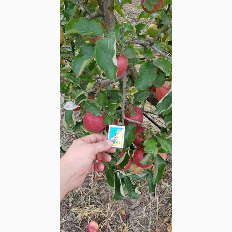 Фото 5. Реалізуєм яблука власного виробництва врожаю 2019 року