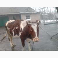 Продам корову на молоко