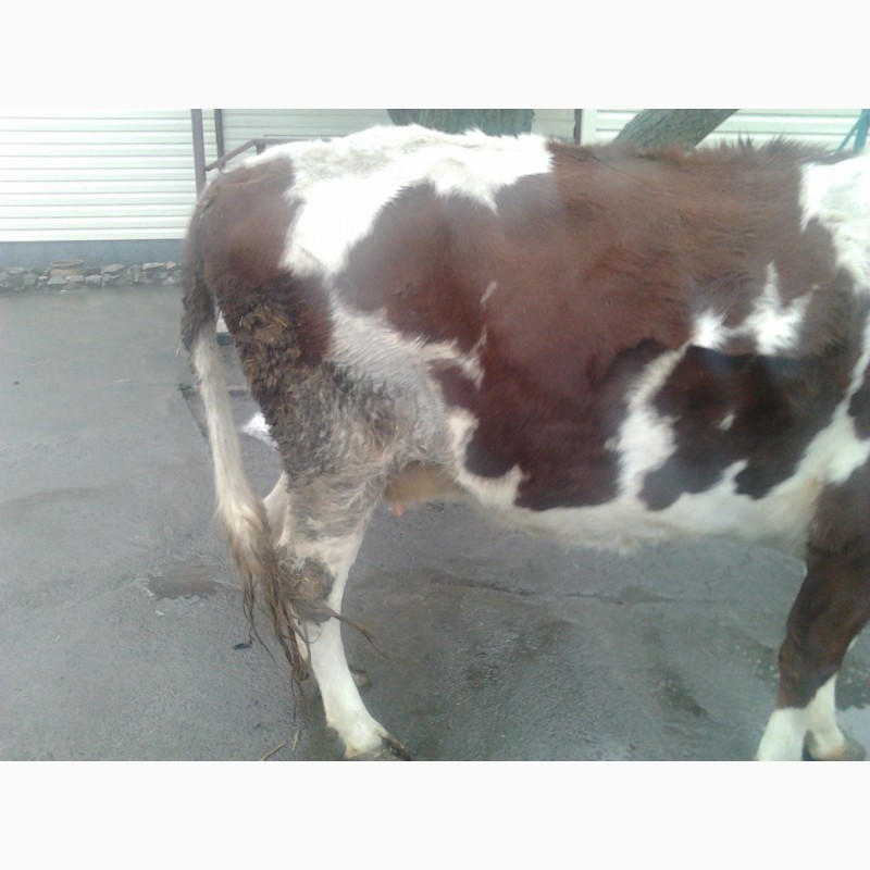 Фото 3. Продам корову на молоко