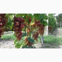 Саженцы винограда кишмиш Велес оптом