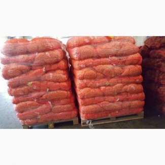 Мы предлагаем качественный голландский лук-севок: Ред Барон, Штуттгартер