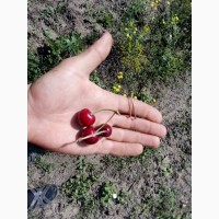 Срочно продам черешню из сада с. Новониколаевка Мелитопольский р-н Запорожской области