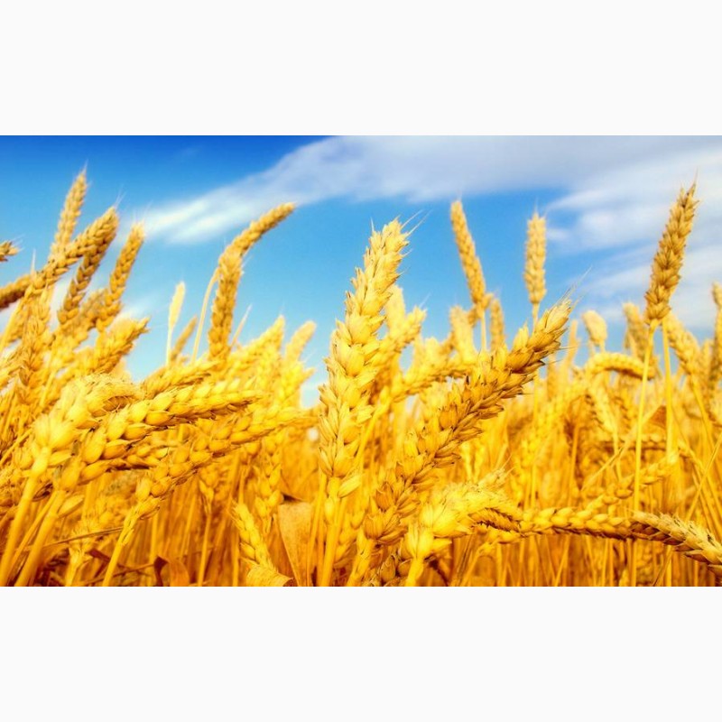 Фото 5. Купуємо пшеницю.Новий Урожай