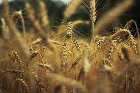 Купуємо пшеницю.Новий Урожай