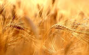 Фото 2. Купуємо пшеницю.Новий Урожай