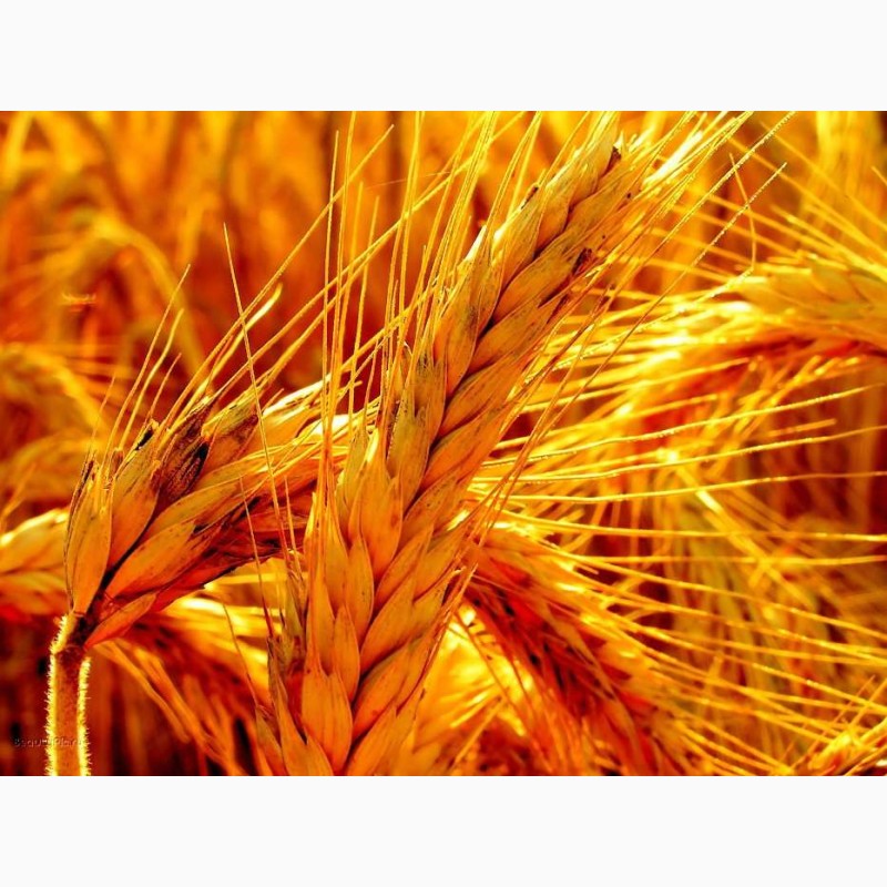 Фото 3. Купуємо пшеницю.Новий Урожай