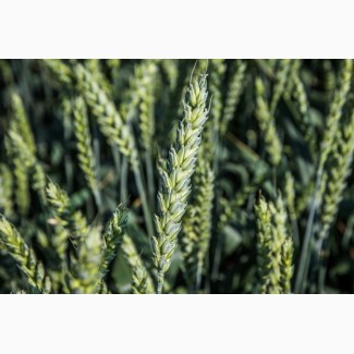 Семена озимой пшеницы Коханка, урожайность 69-92 ц/га