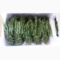 Свежие пряные травы и салаты