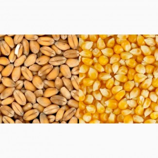 Пшеница экспорт DAP, CPT