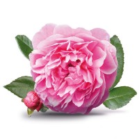 Лепестки Дамасской Крымской розы от ОЛДМЕД - Аромаптеки
