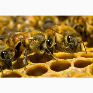 Продам высокопродуктивных пчел от лучших маток украинской степной породы