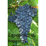 Фото 5. Продаю саженцы привитых кишмишевых сортов винограда