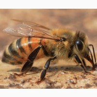 Продам пчелосемьи и ульи