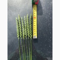 Семена ранней озимой пшеницы Феликс- 1реп.(Германия)