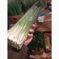 Продажа зеленого лука