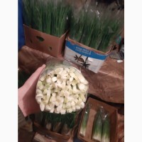 Продажа зеленого лука