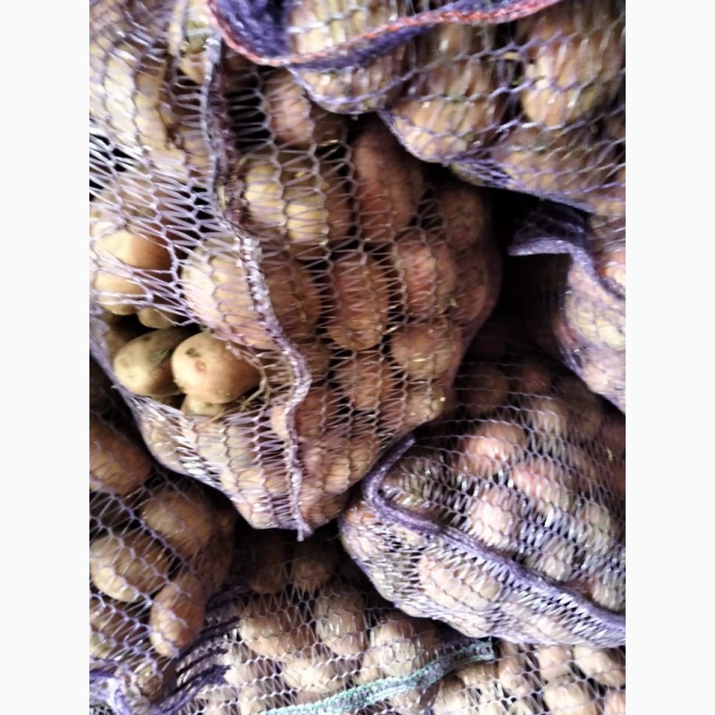 Фото 8. Продам картофель семенной сорта Гранада Королева Анна и Волара от поставщика