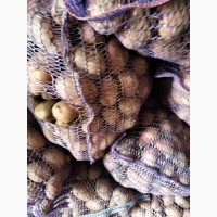 Продам картофель семенной сорта Гранада Королева Анна и Волара от поставщика
