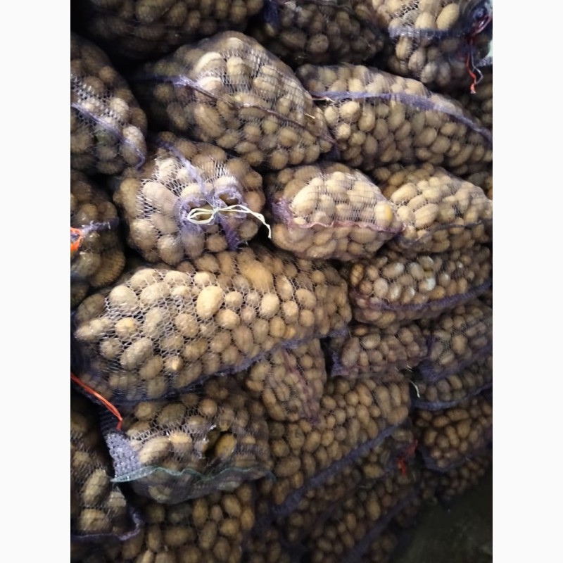 Фото 9. Продам картофель семенной сорта Гранада Королева Анна и Волара от поставщика