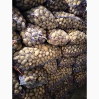 Продам картофель семенной сорта Гранада Королева Анна и Волара от поставщика