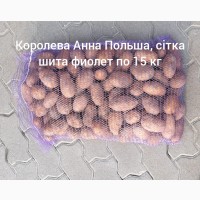 Продам товарну та насінневу картоплю Королева Анна, Голандія, Польша