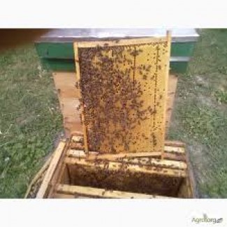 Продам бджолопакети та бджолосімї 50шт.Ціна договірна