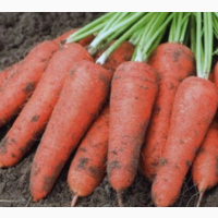 Морковча крупная морковь АБАКО 1 сорт