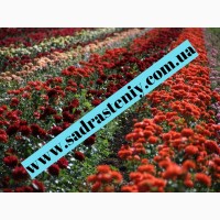 Английские, чайно-гибридные, почвопокрывные, бардюрные, плетистые розы. Продажа ВЕСНА 2024