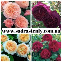 Английские, чайно-гибридные, почвопокрывные, бардюрные, плетистые розы. Продажа ВЕСНА 2024