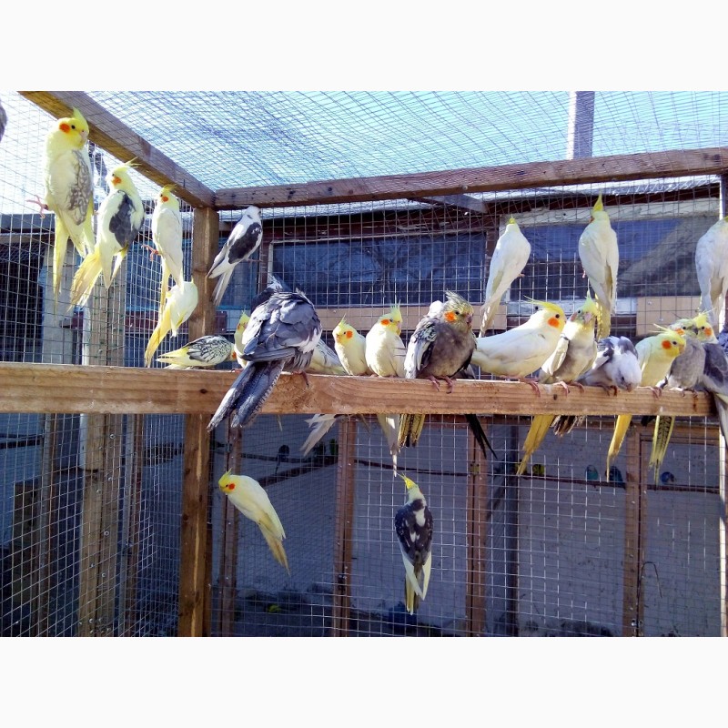 Фото 7. Продам попугаев, корела и какарики