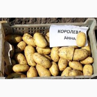 Продам посадкову картоплю сорту Королева Анна ціна Договірна