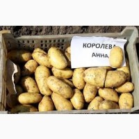 Продам посадкову картоплю сорту Королева Анна ціна Договірна