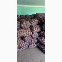 Продам картоплю Меледі