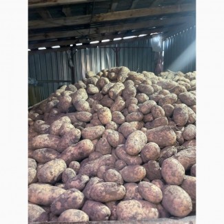 Продам картоплю (сорт ґранада)