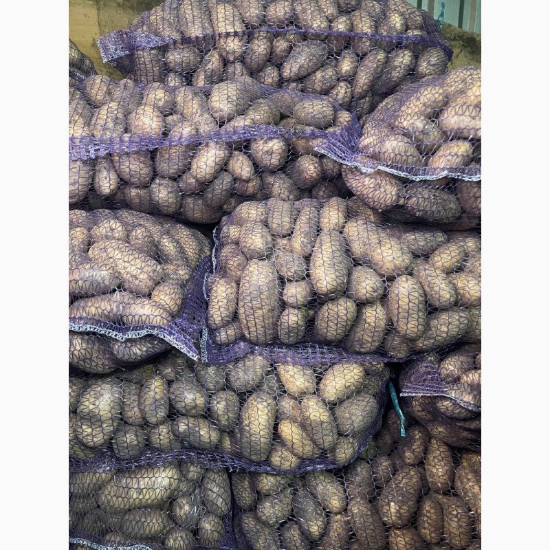 Фото 2. Продам картоплю (сорт ґранада)