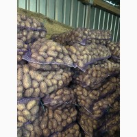 Продам картоплю (сорт ґранада)