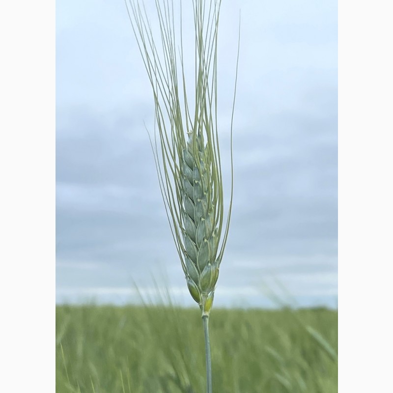Фото 2. Насіння пшениці ярої, твердої Харківська 39, супер еліта