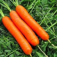 Свіжа морква городнього врожаю