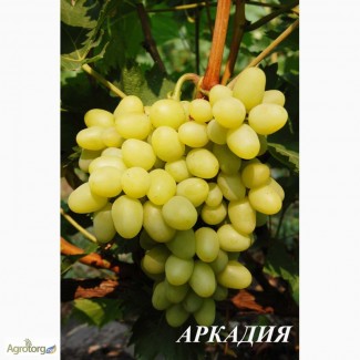 Продам столовый виноград сорт Аркадия, Кадрянка, Ливия, Юбилей Новочеркасска, Рошфор