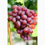 Продам столовый виноград сорт Аркадия, Кадрянка, Ливия, Юбилей Новочеркасска, Рошфор