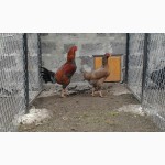 Продажа инкубационных яиц кур породы Малайская Бойцовая.Доставка по всей Украине
