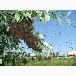 Продам семьи пчел, пчелосемьи, пчелопакеты, отводки, рои