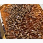 Продам семьи пчел, пчелосемьи, пчелопакеты, отводки, рои