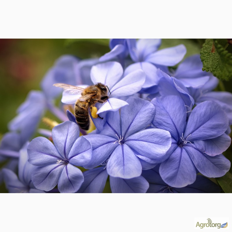 Фото 3. Кто любит мед - заводи пчел