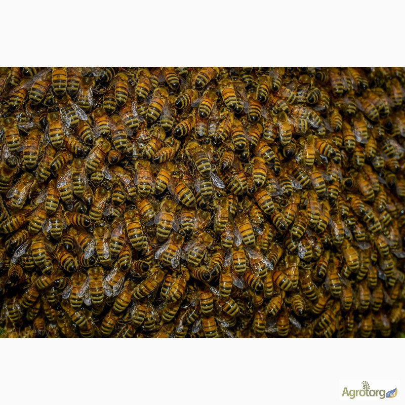 Фото 6. Кто любит мед - заводи пчел